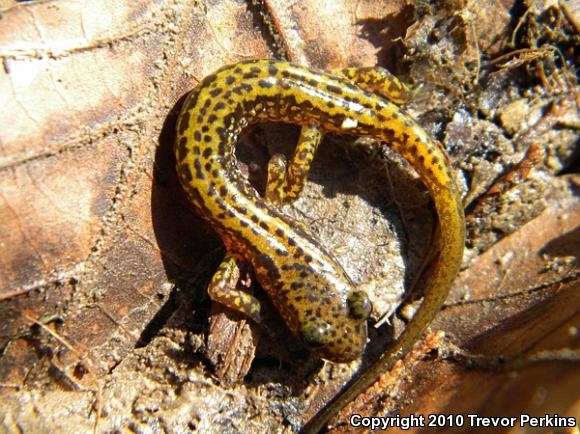 Dark-sided Salamander (Eurycea longicauda melanopleura)