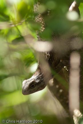 Texas Spiny Lizard (Sceloporus olivaceus)