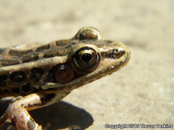 Pickerel Frog (Lithobates palustris)