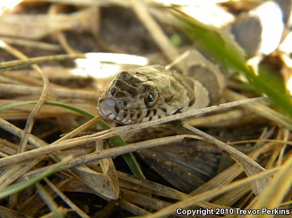 Northern Watersnake (Nerodia sipedon)