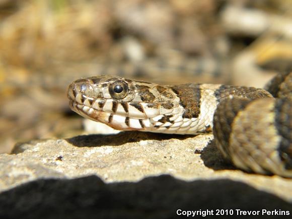 Northern Watersnake (Nerodia sipedon)