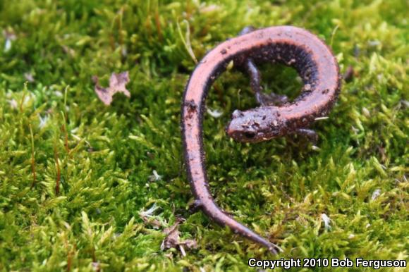 Eastern Red-backed Salamander (Plethodon cinereus)