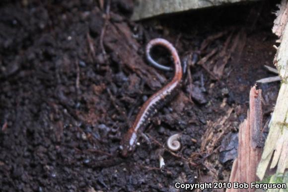 Eastern Red-backed Salamander (Plethodon cinereus)