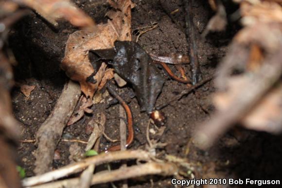 Eastern Red-backed Salamander (Plethodon cinereus)