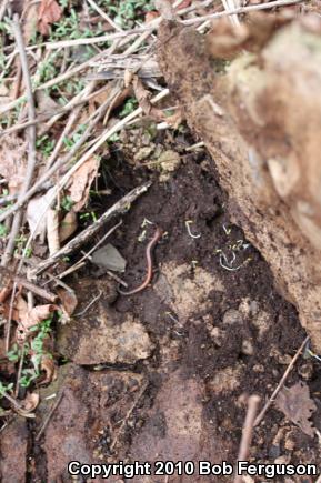 Eastern Red-backed Salamander (Plethodon cinereus)