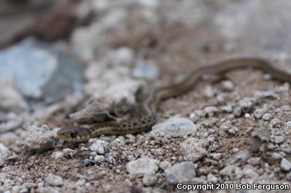 Eastern Gartersnake (Thamnophis sirtalis sirtalis)