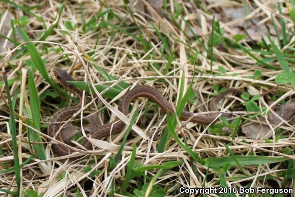 Eastern Gartersnake (Thamnophis sirtalis sirtalis)