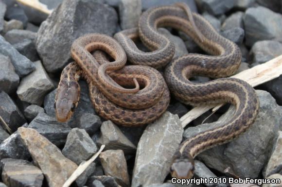 Eastern Gartersnake (Thamnophis sirtalis sirtalis)