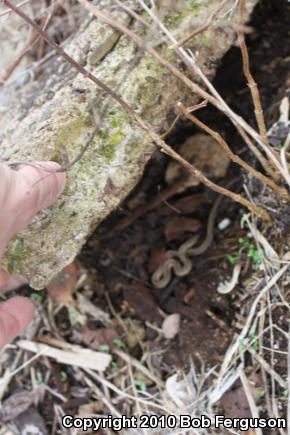 Eastern Gartersnake (Thamnophis sirtalis sirtalis)