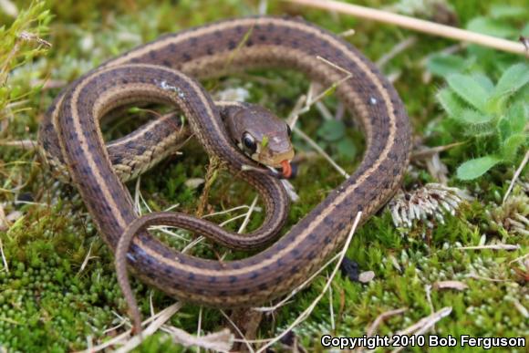 Eastern Gartersnake (Thamnophis sirtalis sirtalis)