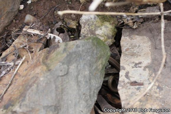 Eastern Gartersnake (Thamnophis sirtalis sirtalis)