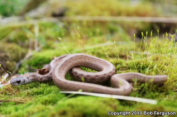 Northern Brownsnake (Storeria dekayi dekayi)