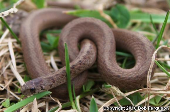 Northern Brownsnake (Storeria dekayi dekayi)