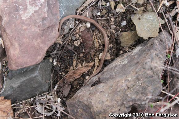 Northern Brownsnake (Storeria dekayi dekayi)