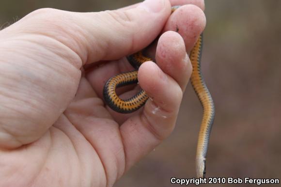 Northern Ring-necked Snake (Diadophis punctatus edwardsii)