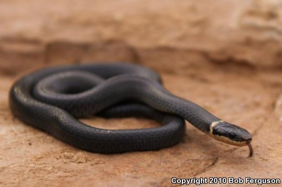 Northern Ring-necked Snake (Diadophis punctatus edwardsii)