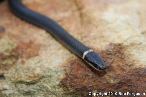 Northern Ring-necked Snake (Diadophis punctatus edwardsii)