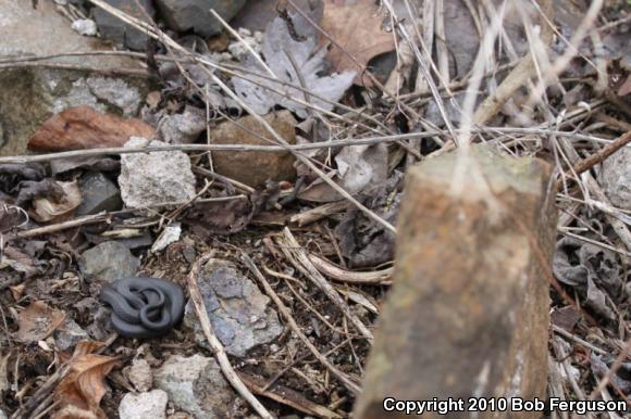 Northern Ring-necked Snake (Diadophis punctatus edwardsii)