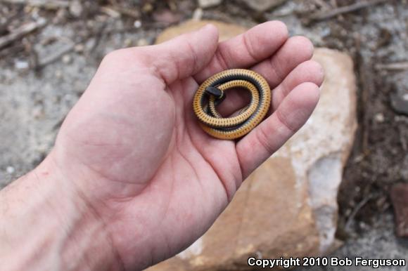 Northern Ring-necked Snake (Diadophis punctatus edwardsii)