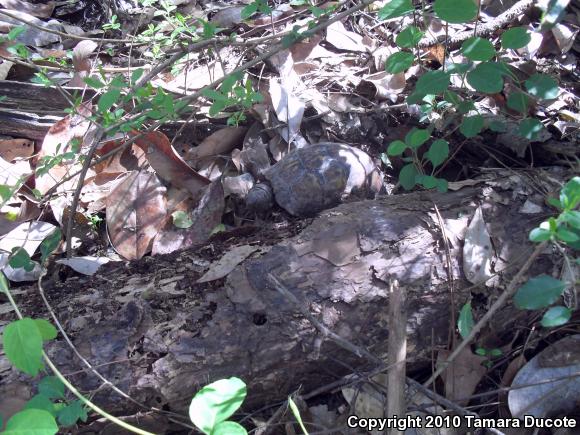 Gulf Coast Box Turtle (Terrapene carolina major)