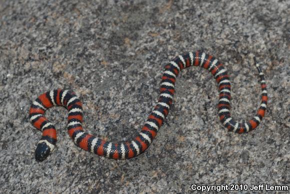 California Mountain Kingsnake (Lampropeltis zonata)