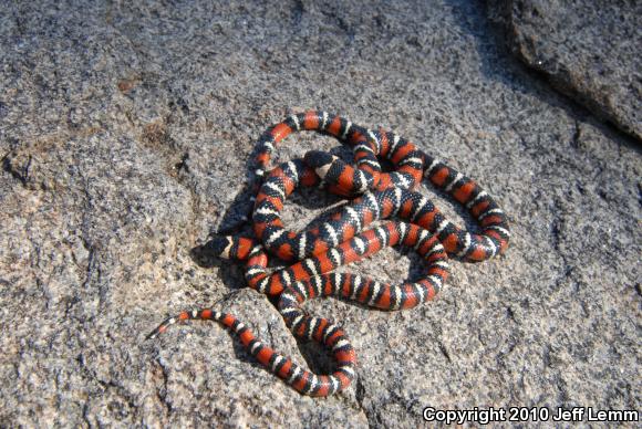 California Mountain Kingsnake (Lampropeltis zonata)