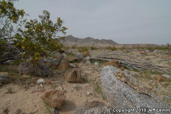 Southern Desert Horned Lizard (Phrynosoma platyrhinos calidiarum)