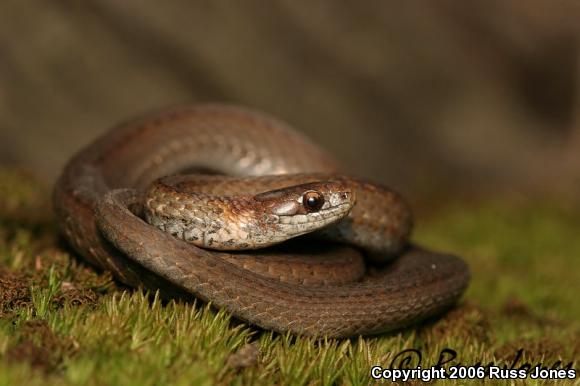 Northern Red-bellied Snake (Storeria occipitomaculata occipitomaculata)