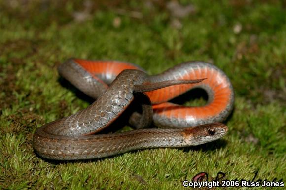 Northern Red-bellied Snake (Storeria occipitomaculata occipitomaculata)