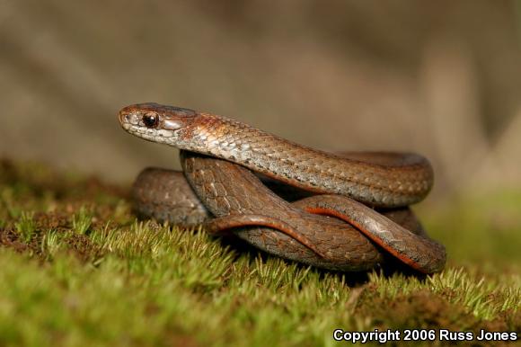 Northern Red-bellied Snake (Storeria occipitomaculata occipitomaculata)