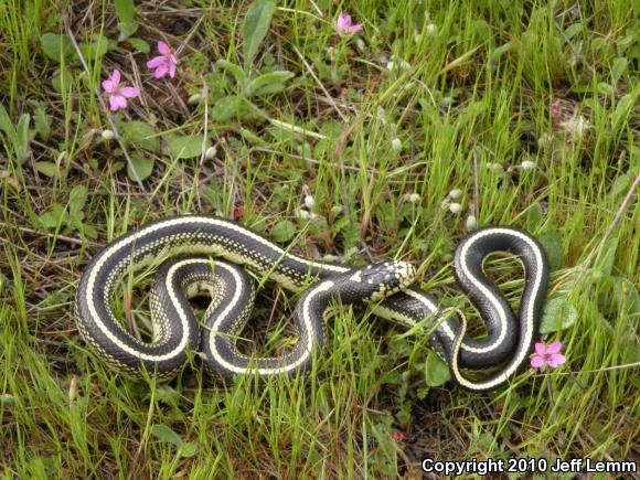 California Kingsnake (Lampropeltis getula californiae)