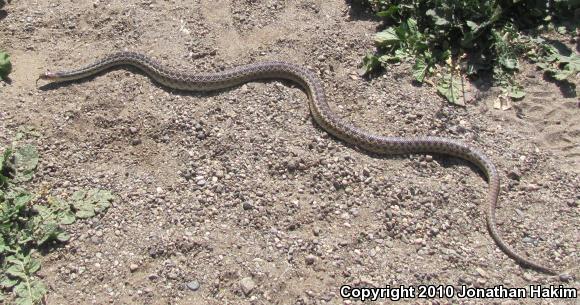 San Diego Gopher Snake (Pituophis catenifer annectens)