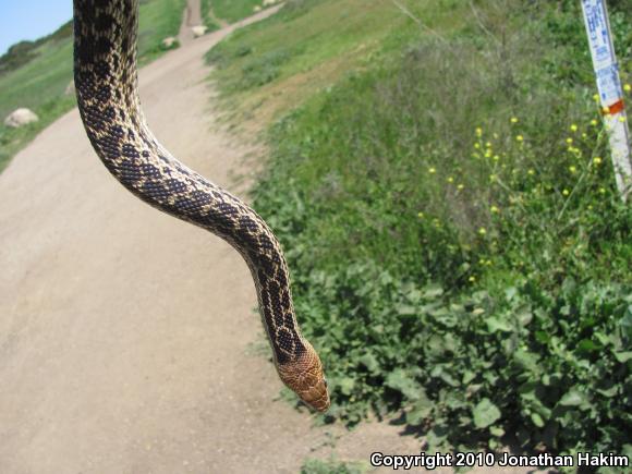 San Diego Gopher Snake (Pituophis catenifer annectens)