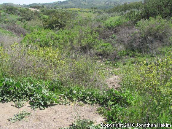 San Diego Gopher Snake (Pituophis catenifer annectens)