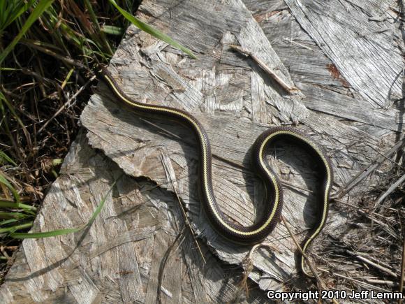 California Kingsnake (Lampropeltis getula californiae)