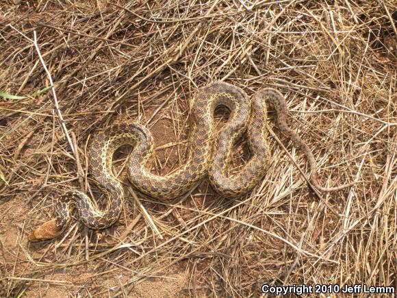 San Diego Gopher Snake (Pituophis catenifer annectens)