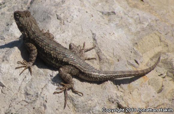 Great Basin Fence Lizard (Sceloporus occidentalis longipes)