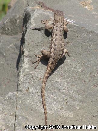 Great Basin Fence Lizard (Sceloporus occidentalis longipes)