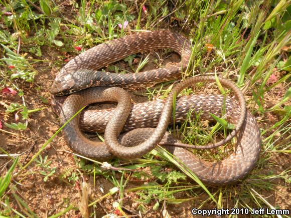 Red Racer (Coluber flagellum piceus)