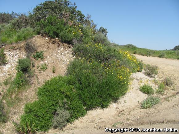 Western Side-blotched Lizard (Uta stansburiana elegans)