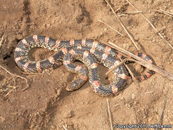 Western Long-nosed Snake (Rhinocheilus lecontei)