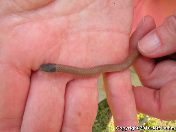 Western Black-headed Snake (Tantilla planiceps)