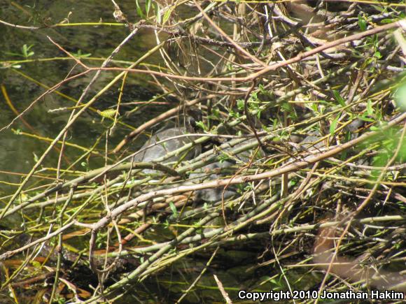 Western Pond Turtle (Actinemys marmorata)