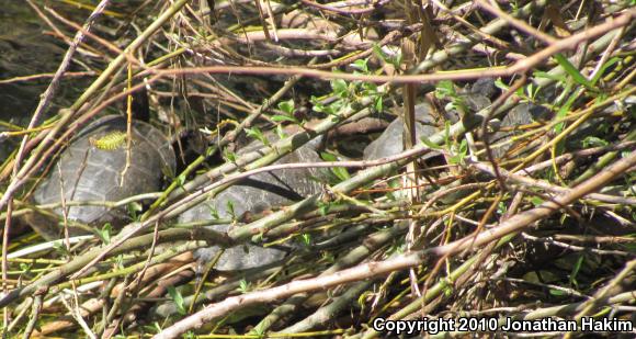 Western Pond Turtle (Actinemys marmorata)