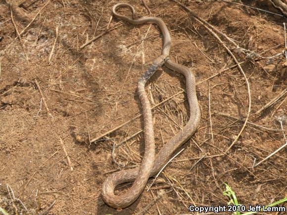 Red Racer (Coluber flagellum piceus)