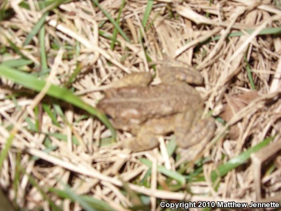 Eastern American Toad (Anaxyrus americanus americanus)