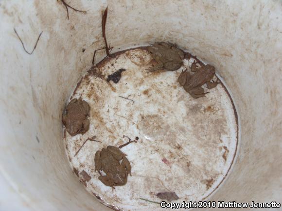 Eastern American Toad (Anaxyrus americanus americanus)