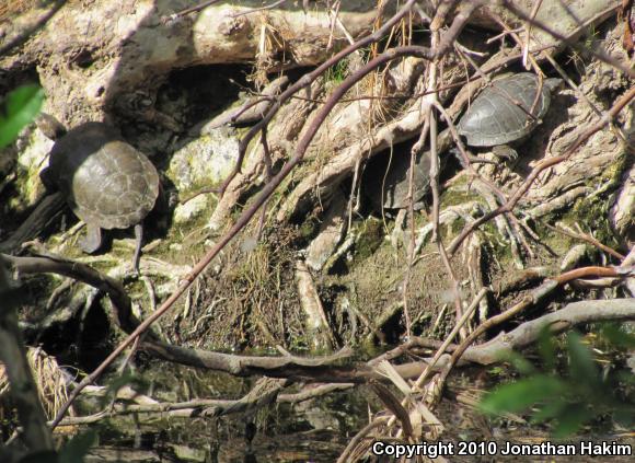 Western Pond Turtle (Actinemys marmorata)