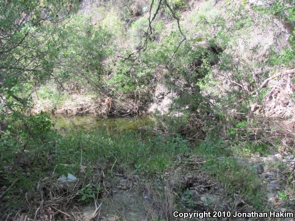 Western Pond Turtle (Actinemys marmorata)