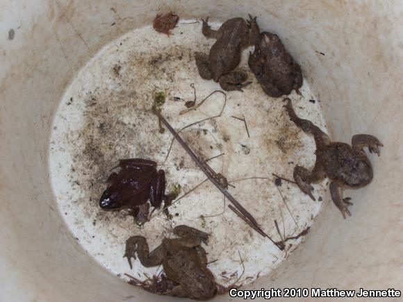 Spring Peeper (Pseudacris crucifer)